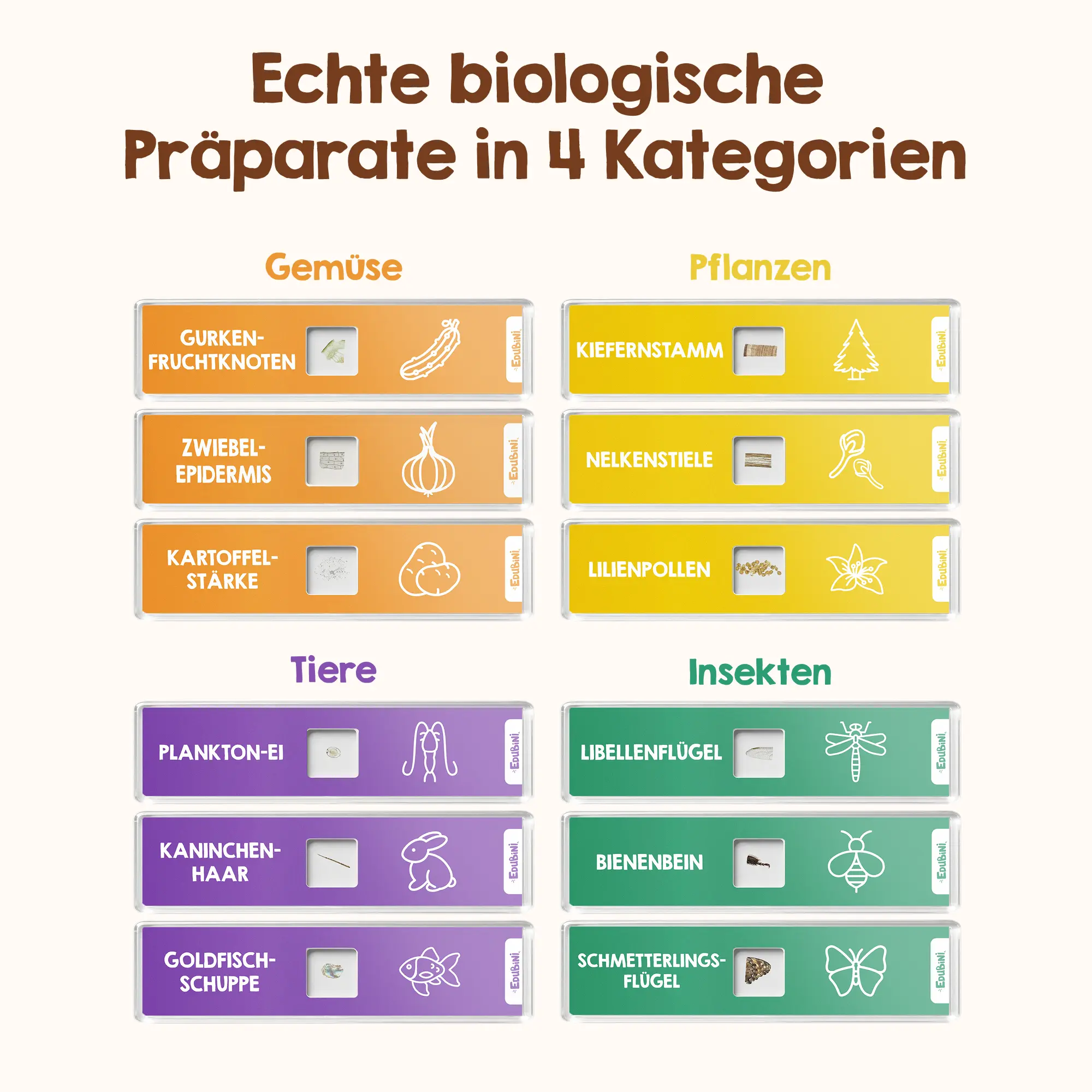 Objektträger für Mikroskop - Image 3