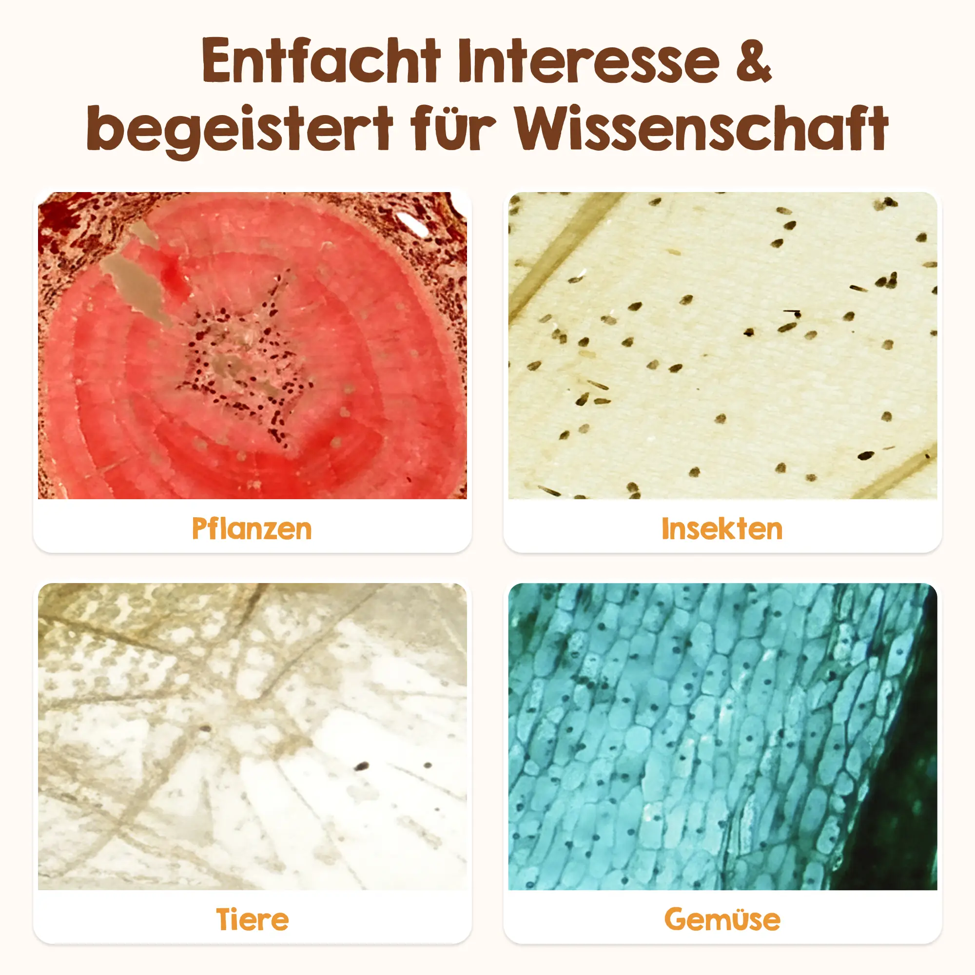 Objektträger für Mikroskop - Image 4